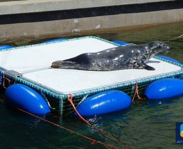 Fokarium w Helu. Opłata za wstęp:  fokarium - 5 zł / os.  muzeum z wystawą "Ssaki naszego morza" - 1 zł/ os.