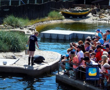 Fokarium w Helu. Karmienia fok, połączone w prelekcją odbywają się aktualnie w godzinach: 11.00 i 14.00.